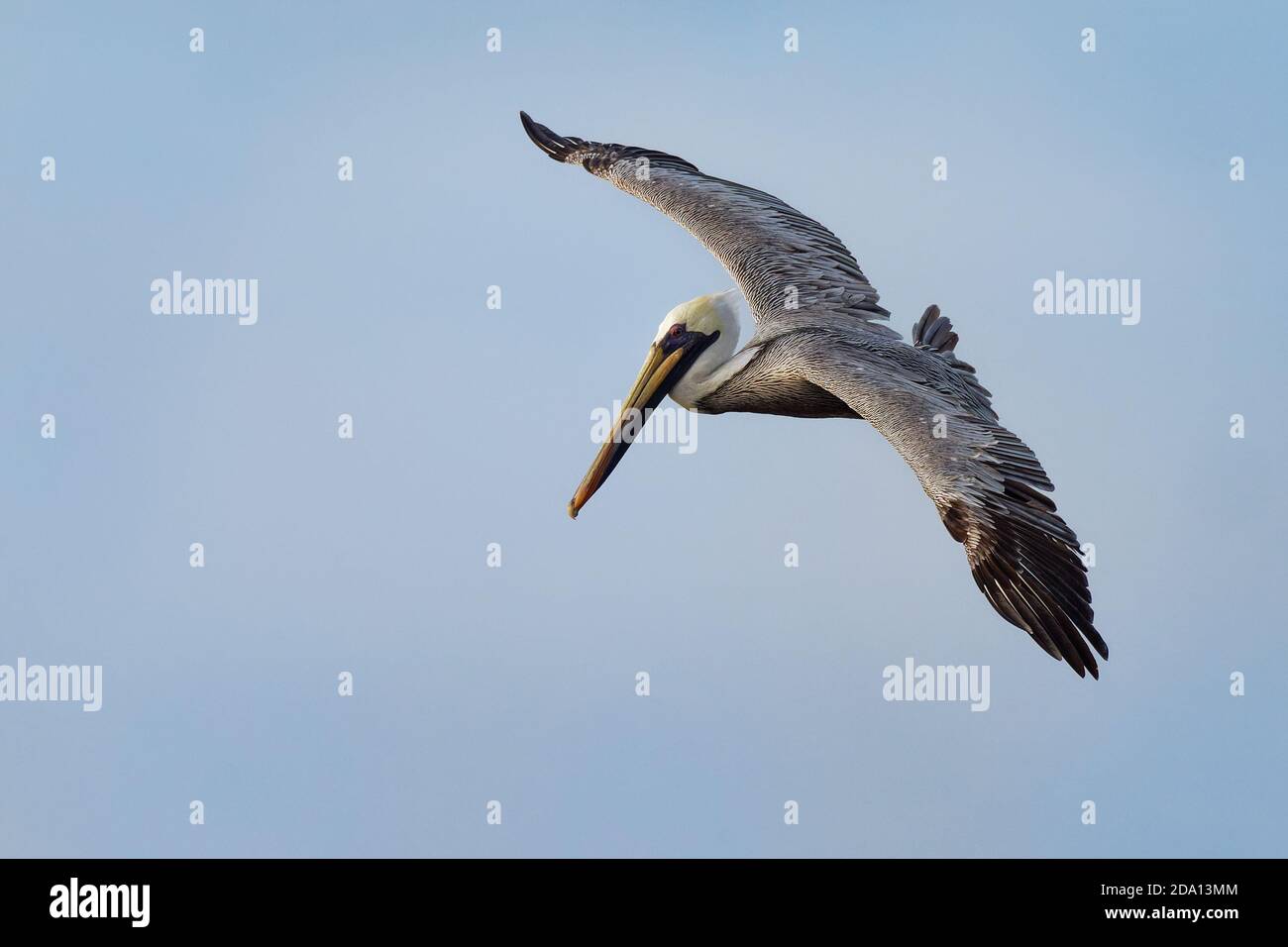 Pélican brun - Pelecanus occidentalis gros oiseau de la famille des pélican, Pelecanidae, une des trois espèces trouvées dans les Amériques et une des deux de ces droits Banque D'Images