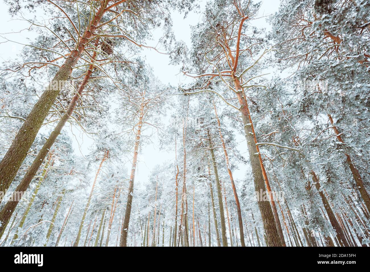 Forêt de pins enneigés. Arbres déglacés Bois de Trunks gelés en hiver Forêt conifères enneigées Banque D'Images