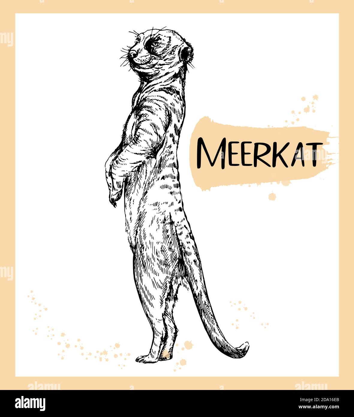 Style d'esquisse dessiné à la main meerkat isolé sur fond blanc. Illustration vectorielle. Illustration de Vecteur