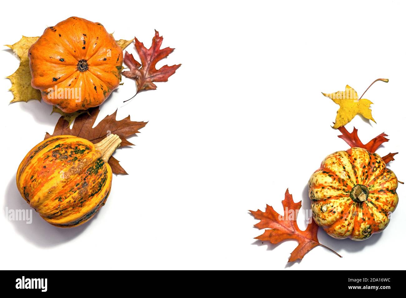 Squashes ou citrouilles alimentaires et feuilles d'automne colorées disposées sur un fond blanc avec espace de copie au milieu, vue en grand angle par le dessus, sélectionné Banque D'Images