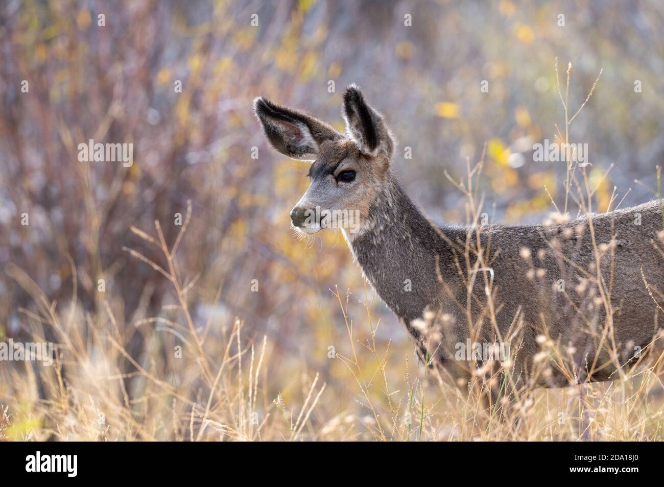 Jeunes cerfs mulets dans la forêt à l'automne à Grand Parc national de Teton Banque D'Images