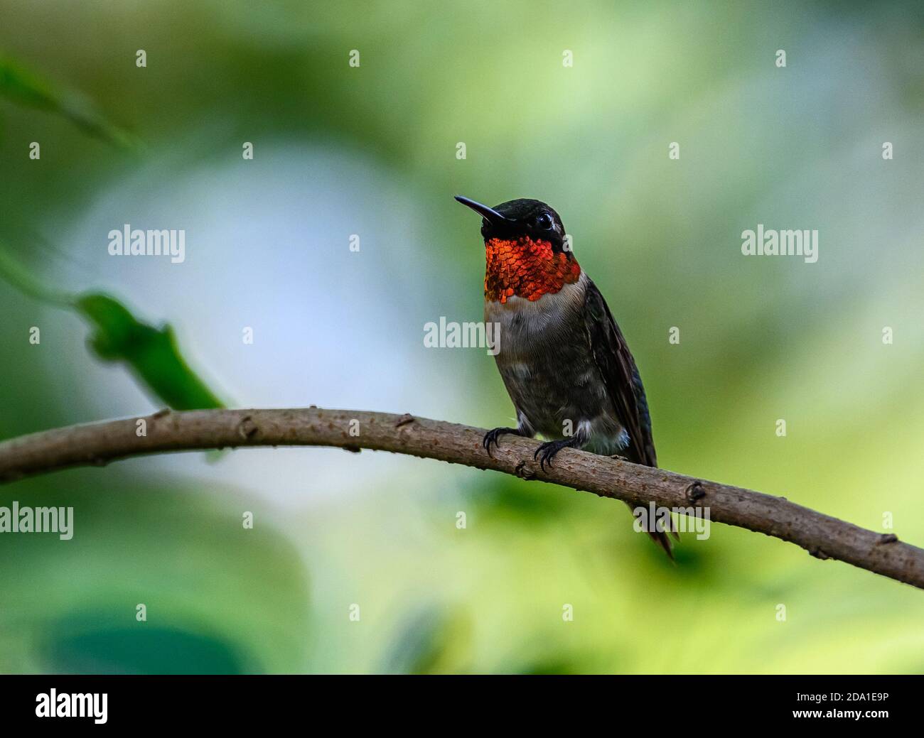 Un colibri mâle à gorge rubis (Archilochus colubris) aux plumes rouges de gorge brillantes. Houston, Texas, États-Unis. Banque D'Images Un colibri mâle à gorge rubis (Archilochus colubris) aux plumes rouges de gorge brillantes. Houston, Texas, États-Unis. Banque D'Images