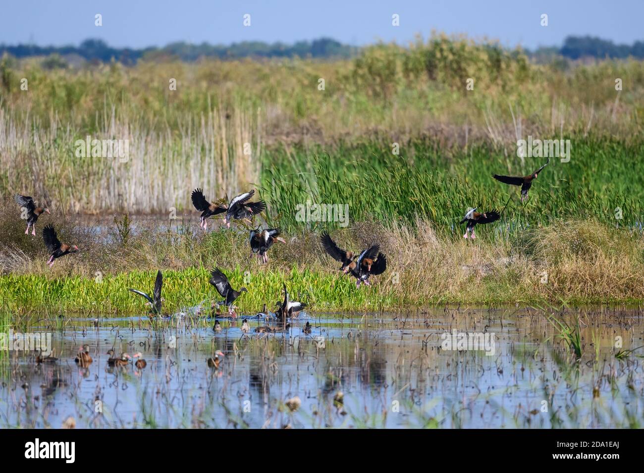 Un troupeau de Canards siffleurs à ventre noir (Dendrocygna autumnalis) volant au-dessus d'un étang de marais. Réserve naturelle nationale d'Anahuac. Texas, États-Unis. Banque D'Images