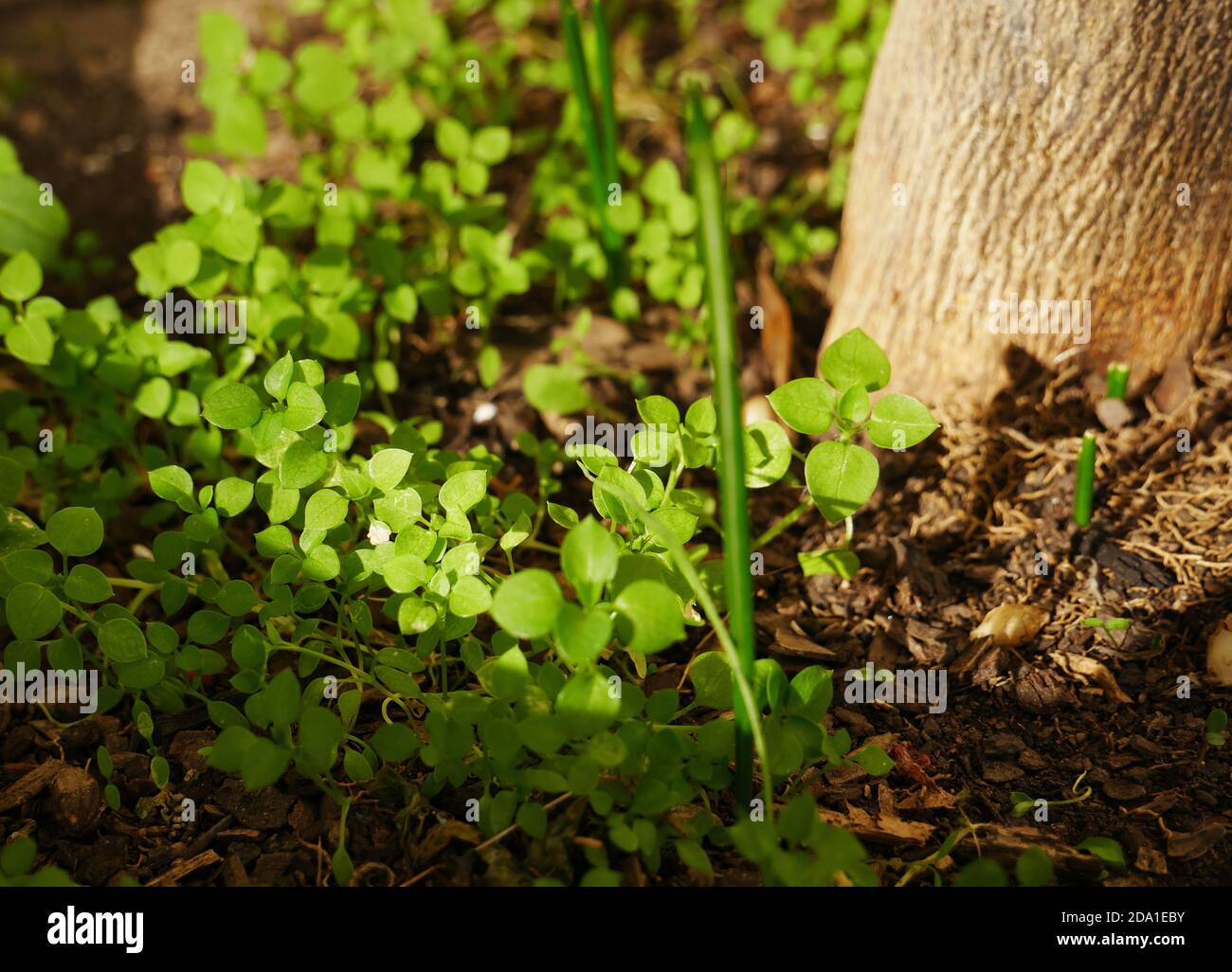 Photo de petites plantes en croissance au fond d'un tronc d'arbre Banque D'Images