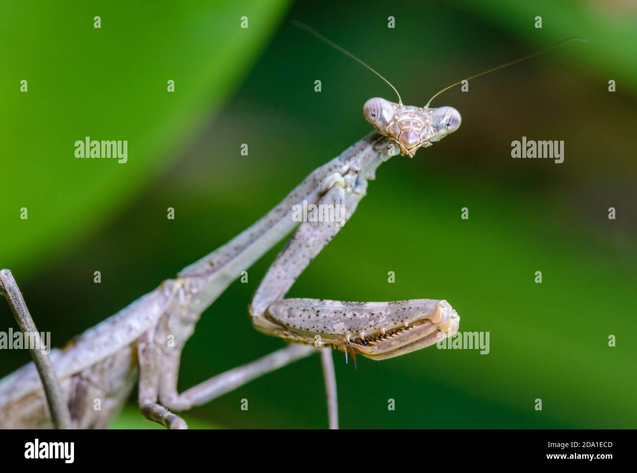 Gros plan sur la tête et les yeux composés d'un Mantis de Caroline  (Stagmomantis carolina). Texas, États-Unis Photo Stock - Alamy
