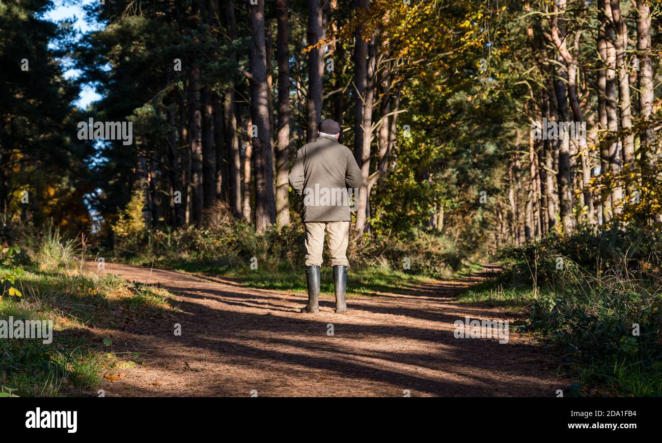 Homme solitaire senior portant des bottes Wellington debout à la jonction du sentier avec les arbres d'automne, Binning Wood, East Lothian, Écosse, Royaume-Uni Banque D'Images