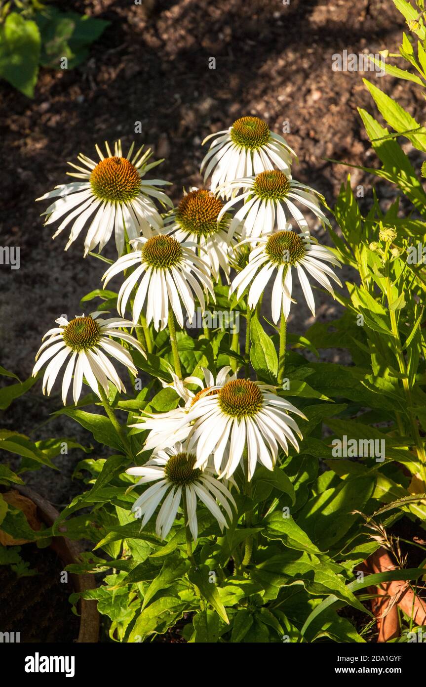 Echinacea Rudbeckia purpurea Cygne blanc avec des fleurs blanches et des disques centraux brun jaune poussant dans une bordure herbacée.Est à feuilles caduques et entièrement endurci Banque D'Images
