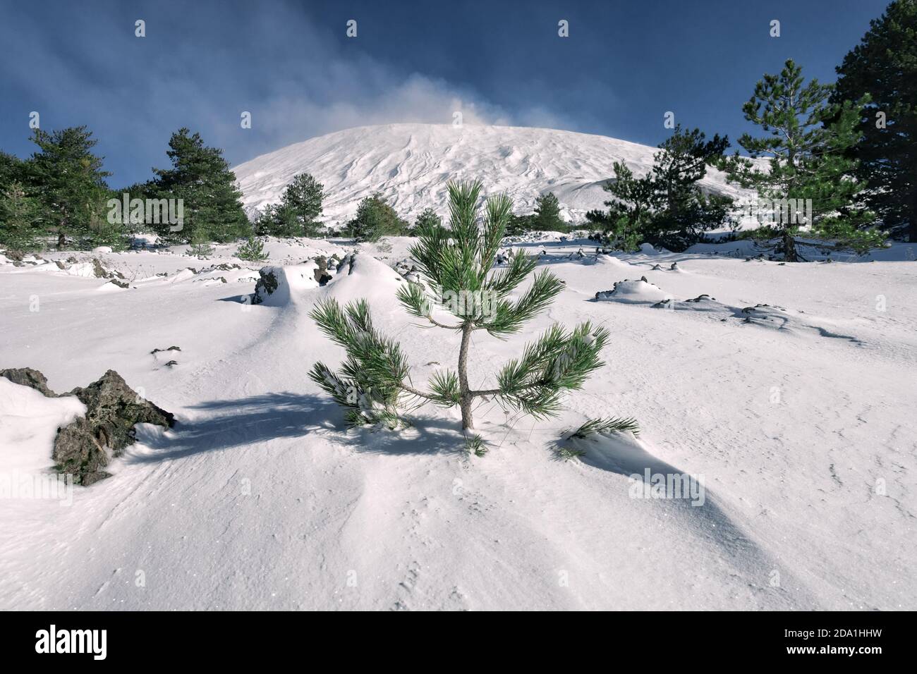 Jeune pin poussant dans la neige du plateau de Galvarina dans le parc Etna, Sicile Banque D'Images