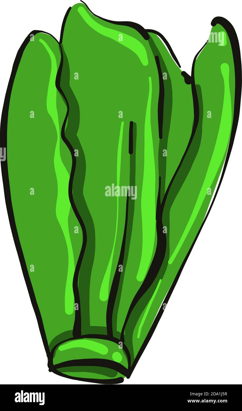 Salade verte, illustration, vecteur sur fond blanc Illustration de Vecteur