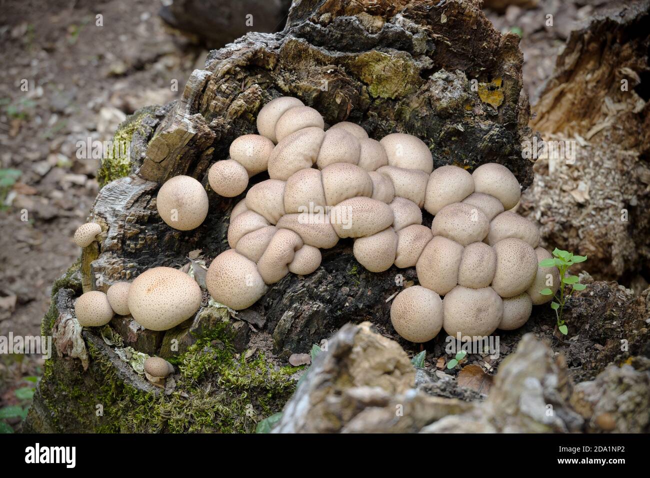 puffball s'amas dans une grotte de tronc pourri dans le parc Nebrodi, en Sicile Banque D'Images
