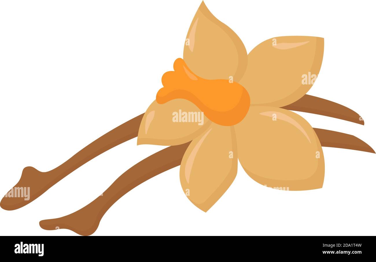 Fleur de vanille, illustration, vecteur sur fond blanc Illustration de Vecteur