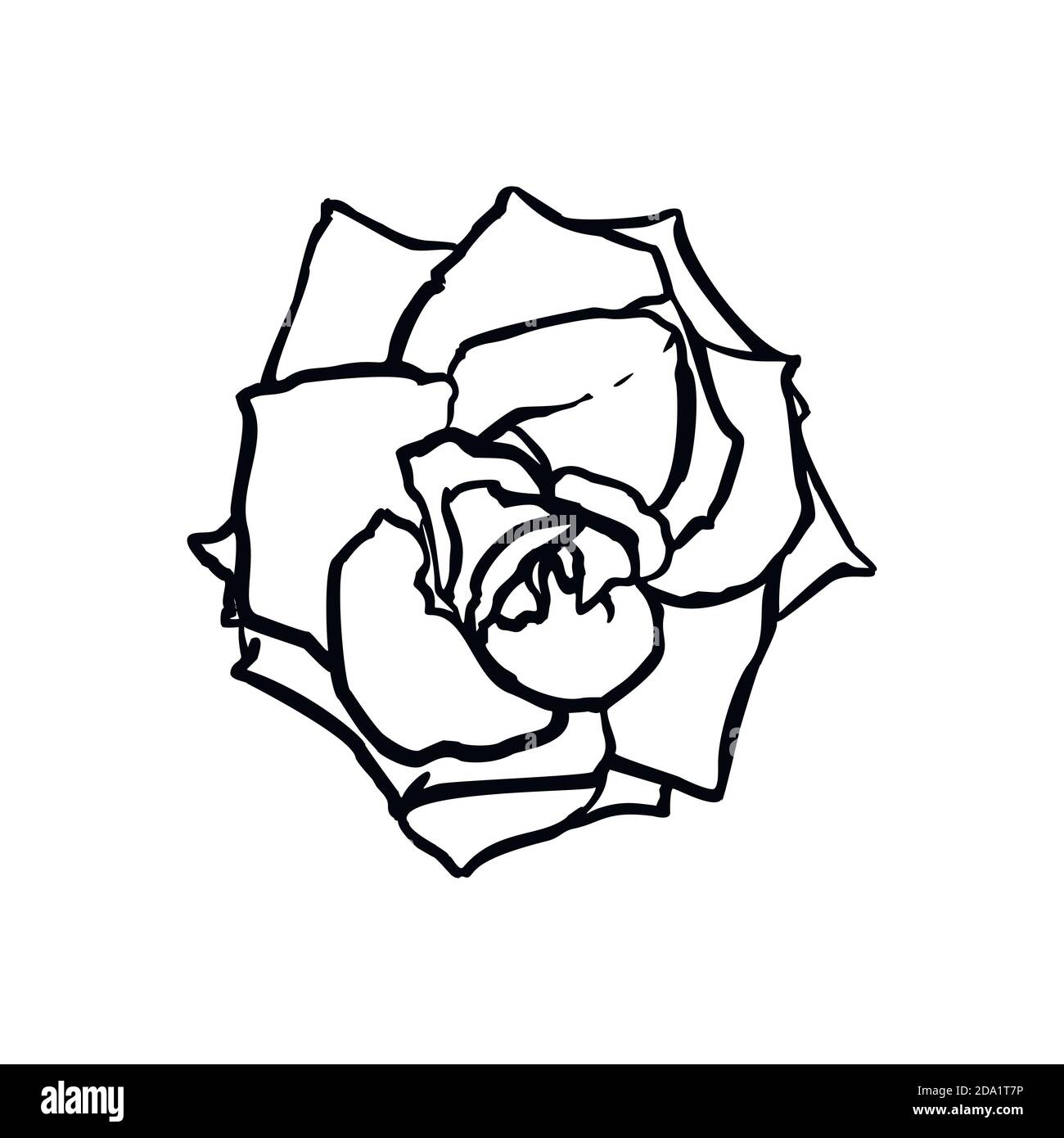 Dessin de ligne de fleur de rose. Dessin vectoriel dans un style minimaliste tendance. Illustration de Vecteur