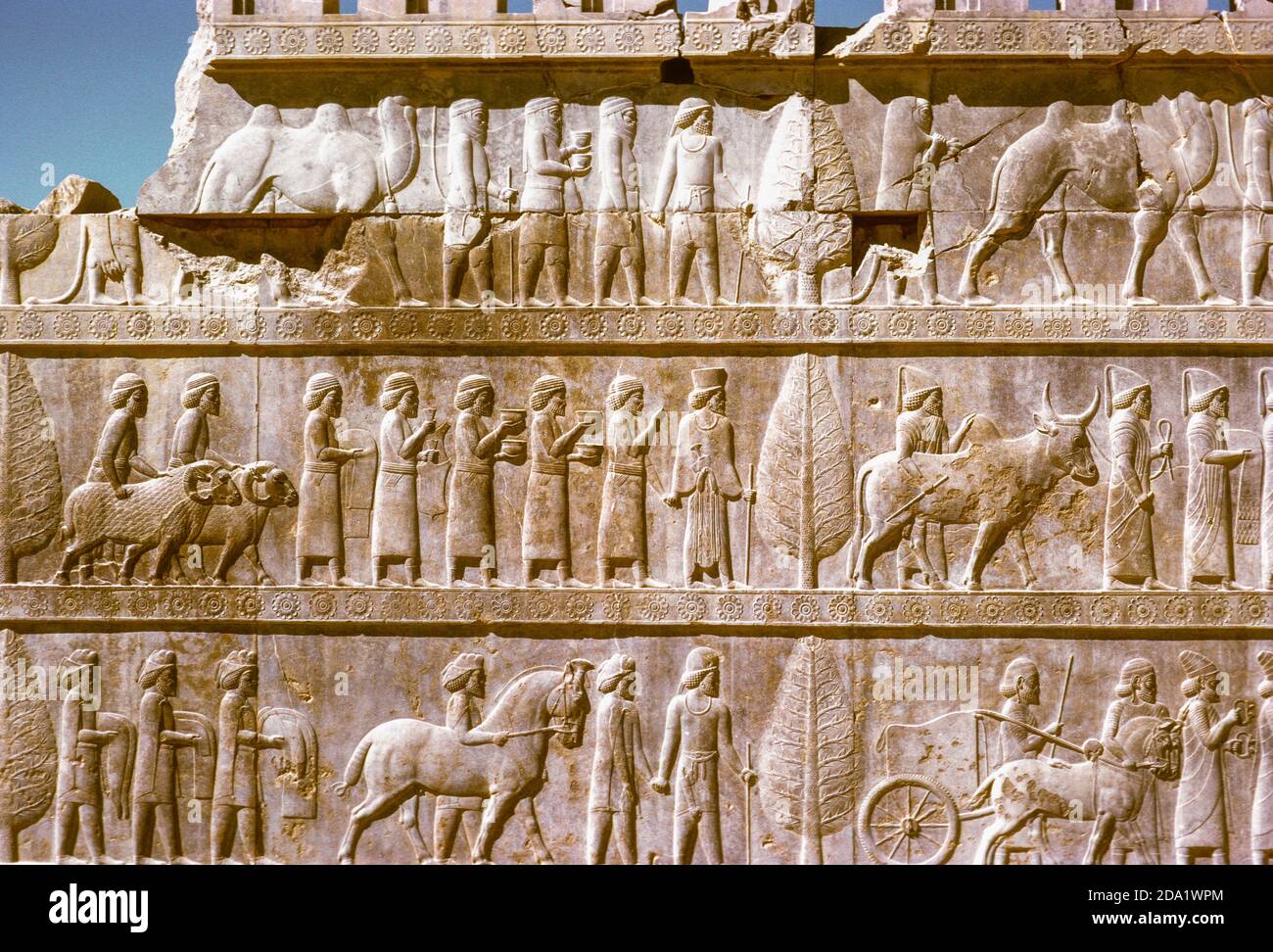 Bas-reliefs à Persepolis, construit par Darius le Grand CA. 518 BCE comme capitale de son empire Achemind dans le sud-ouest de la Perse, Iran moderne (1974) Banque D'Images
