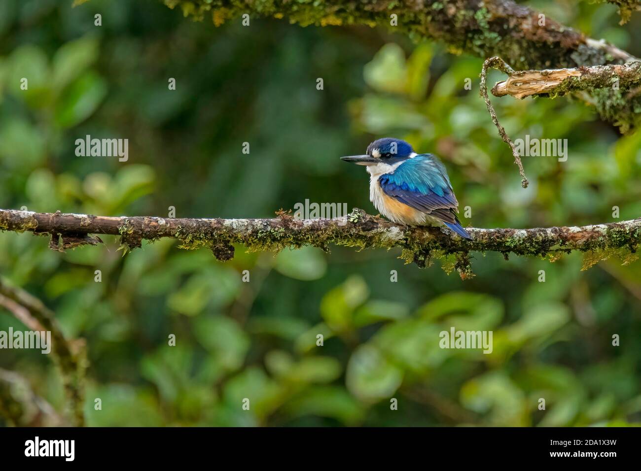 Forêt Kingfisher Tobraphus macleayii Daintree, Queensland, Australie 2 novembre 2019 Adulte Alcedinidae Banque D'Images