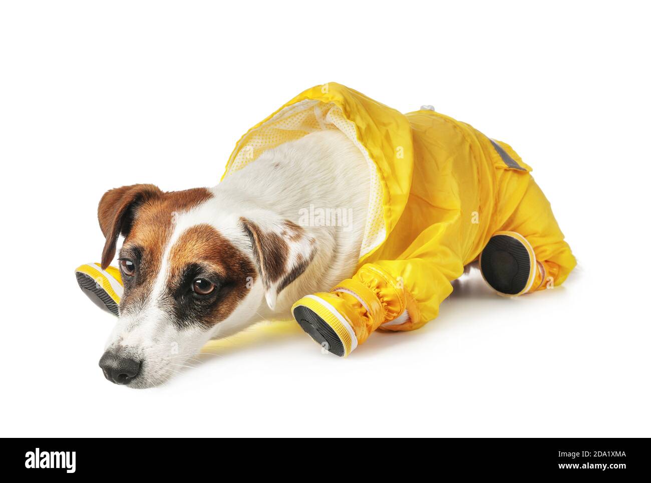 Joli chien drôle en manteau et chaussons sur fond blanc Banque D'Images