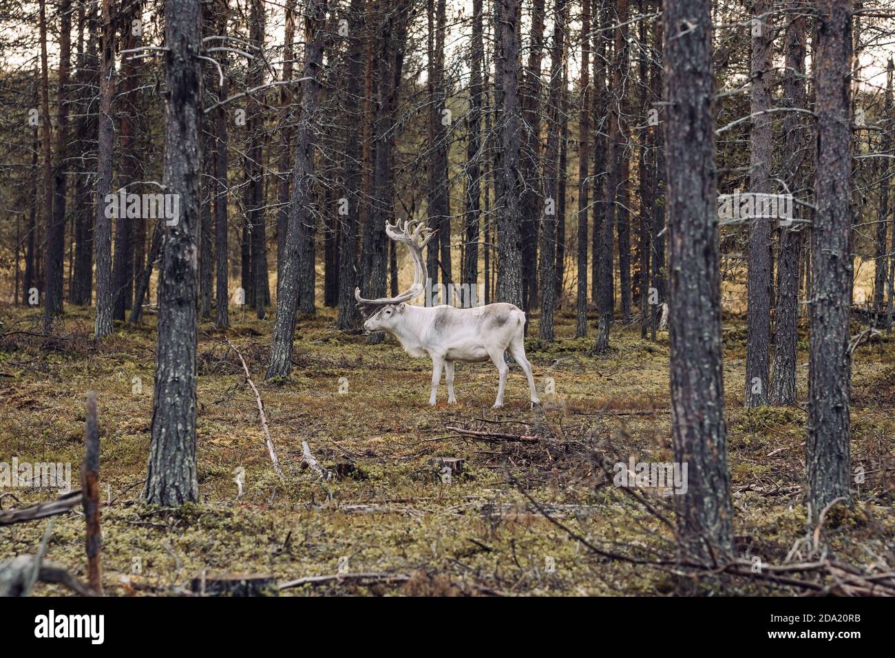 Rennes sauvages broutant dans la forêt de pins en Laponie, dans le nord de la Finlande. Banque D'Images