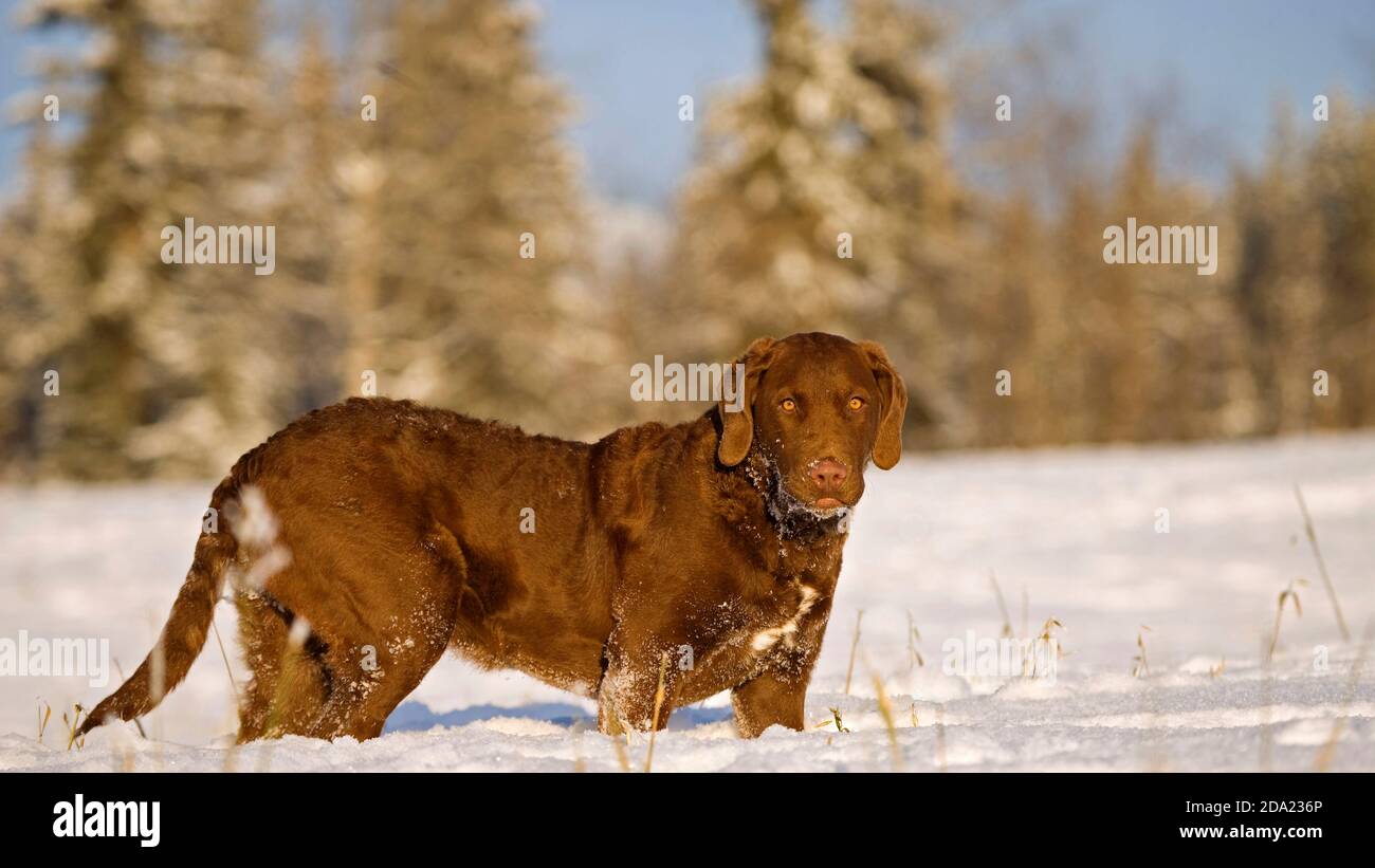 Magnifique Chesapeake Bay Retriever chien debout dans un pré d'hiver dans la neige profonde, regardant. Banque D'Images