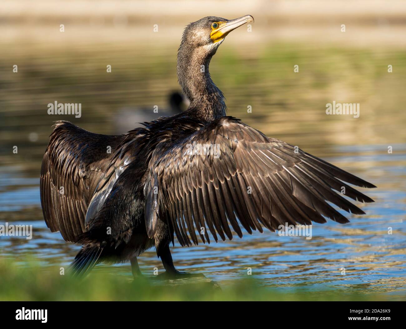 Grand Cormorant Phalacrocorax carbo Costa Ballena Cadix Espagne Banque D'Images