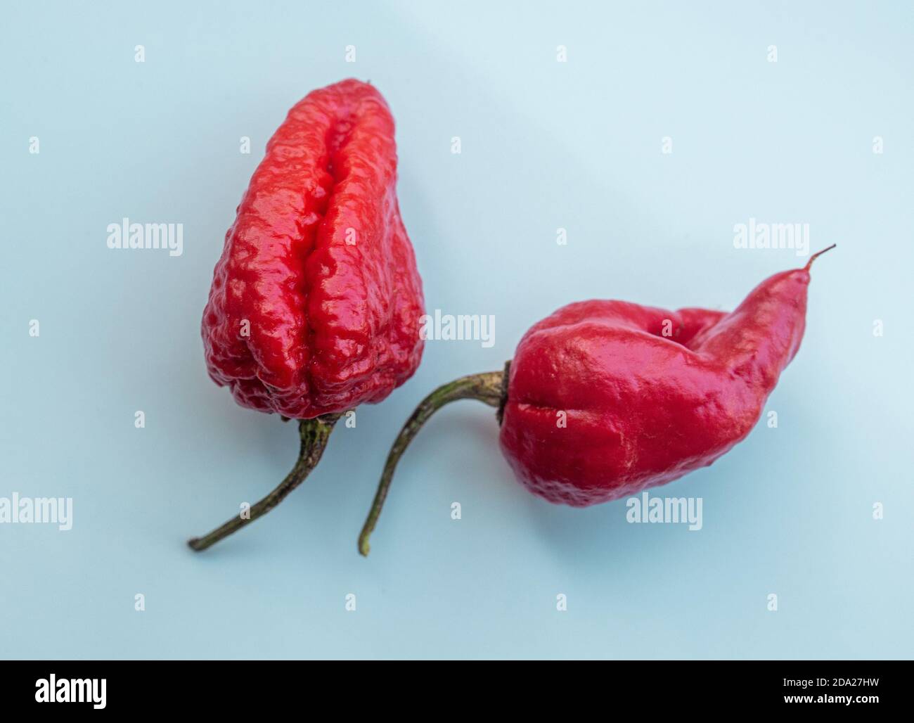 poivrons rouges chauds mûrs, foyer sélectif Banque D'Images