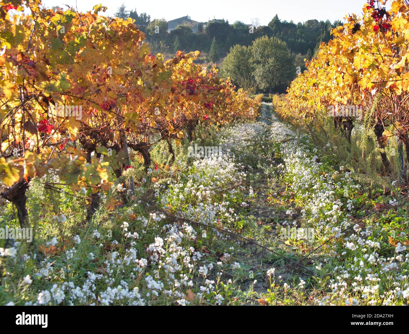 Rangées de vignes, feuilles de couleurs d'automne sur un terrain en pente douce. Petites fleurs blanches florissantes en raison de l'utilisation réduite d'herbicides. Vin bio Banque D'Images