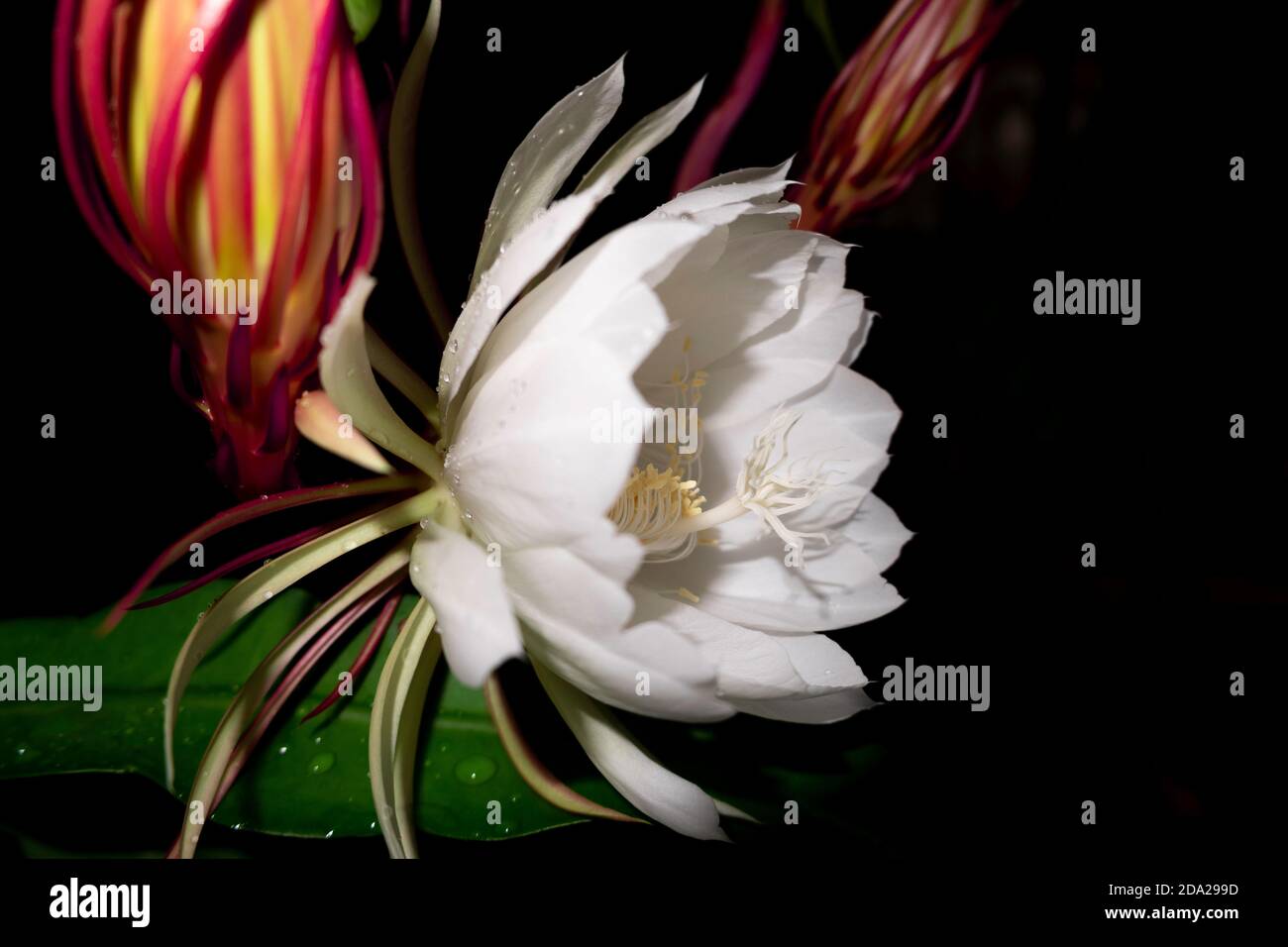 Le Wijaya Kusuma (Epiphyllum Anguliger) fleurs fleuries à minuit sur fond sombre Banque D'Images