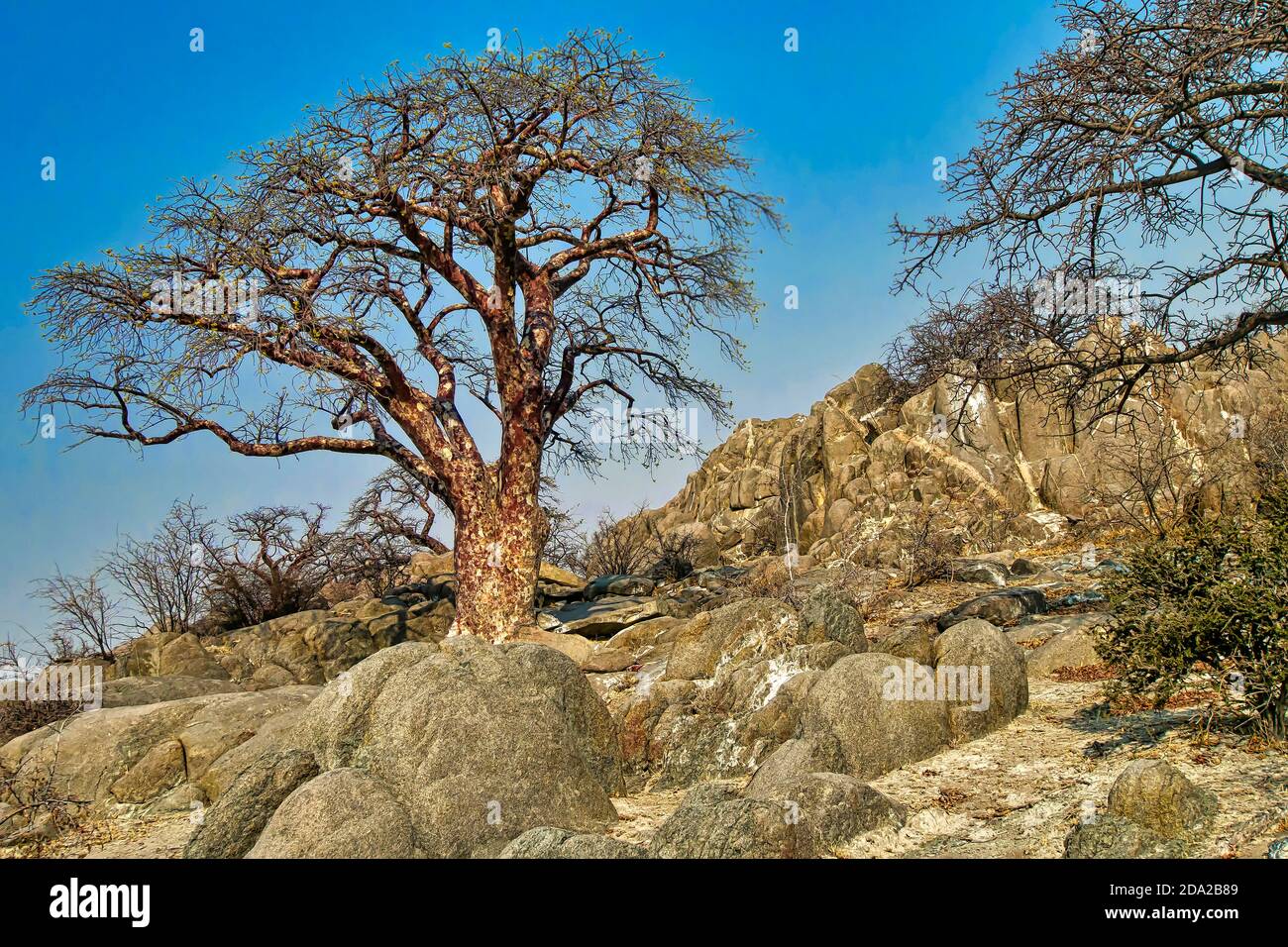 Le Baobab, Adansonia digitata, Kubu Island, mer Blanche de sel, Lekhubu, Makgadikgadi Pans National Park, Botswana, Africa Banque D'Images