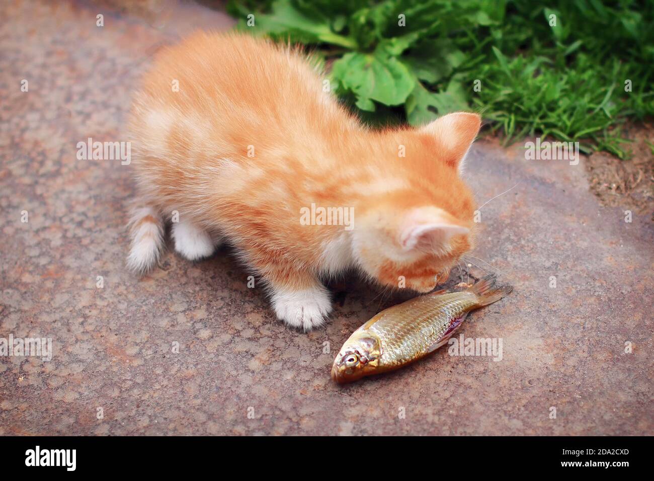 Un petit chaton rouge et un gros poisson. Style de vie d'été, le chat renifle le poisson. Chaton et carpe attrapé sur fond d'herbe. Banque D'Images