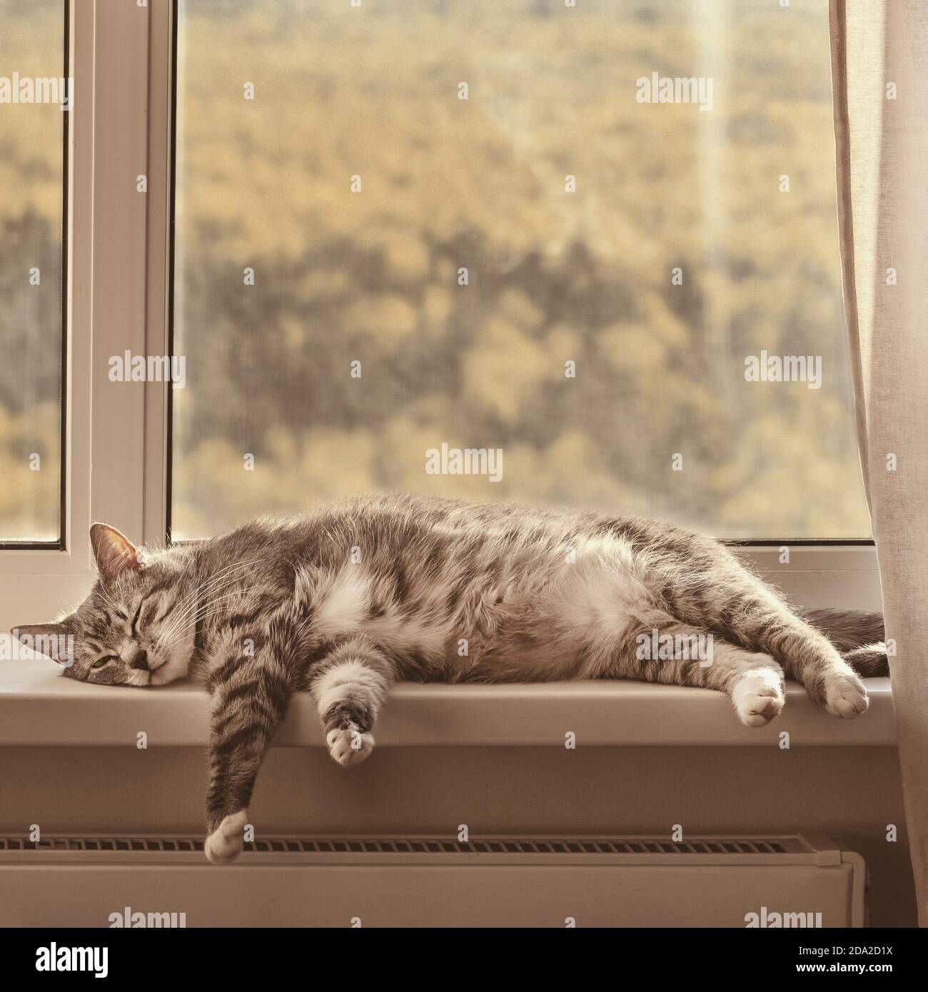 Le chat est couché sur le rebord de la fenêtre avec une vue sur les arbres jaunes d'automne. Isolement à la maison à cause du coronavirus, concept Banque D'Images