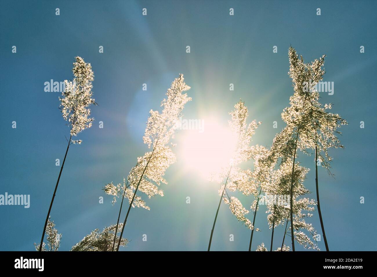 Le soleil brille à travers la grande herbe comme les arbres. Roseaux contre le ciel bleu. Soleil d'été par une journée ensoleillée. Banque D'Images