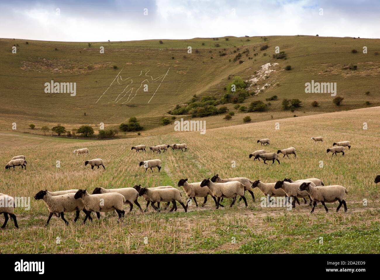 Royaume-Uni, Angleterre, East Sussex, Wilmington, moutons dans le champ en dessous de long Man figure sur flanc de colline Banque D'Images