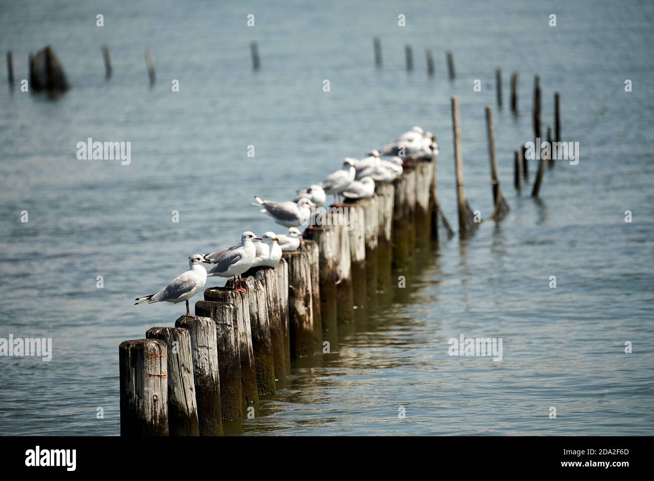 Plusieurs seagulls sur des bollards en bois. Banque D'Images