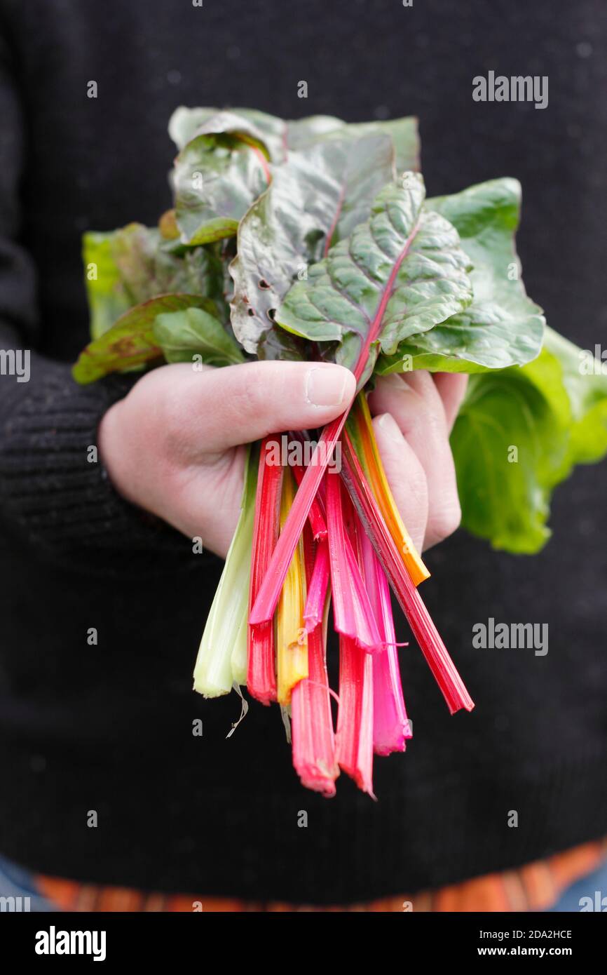 Beta vulgaris 'lumières vives'. Des bettes de bettes suisses fraîchement cueillies présentent des « lumières vives » aux tiges arc-en-ciel caractéristiques. ROYAUME-UNI Banque D'Images