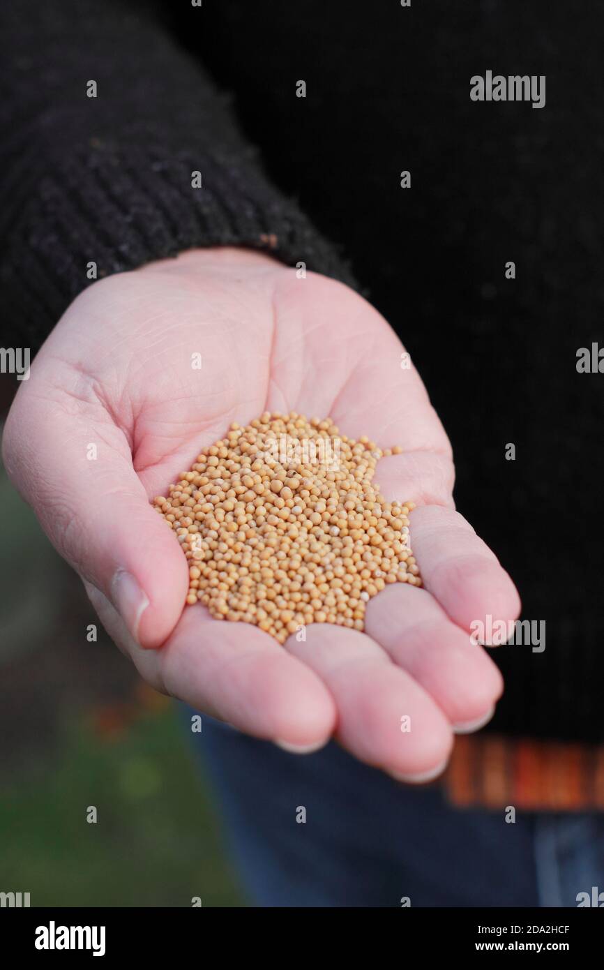 Fumier vert. Graines de Mustard 'White Tilney' de fumier vert prêt à semer pour aider à la structure du sol et aider à prévenir les mauvaises herbes dans une parcelle de légumes domestiques. ROYAUME-UNI Banque D'Images