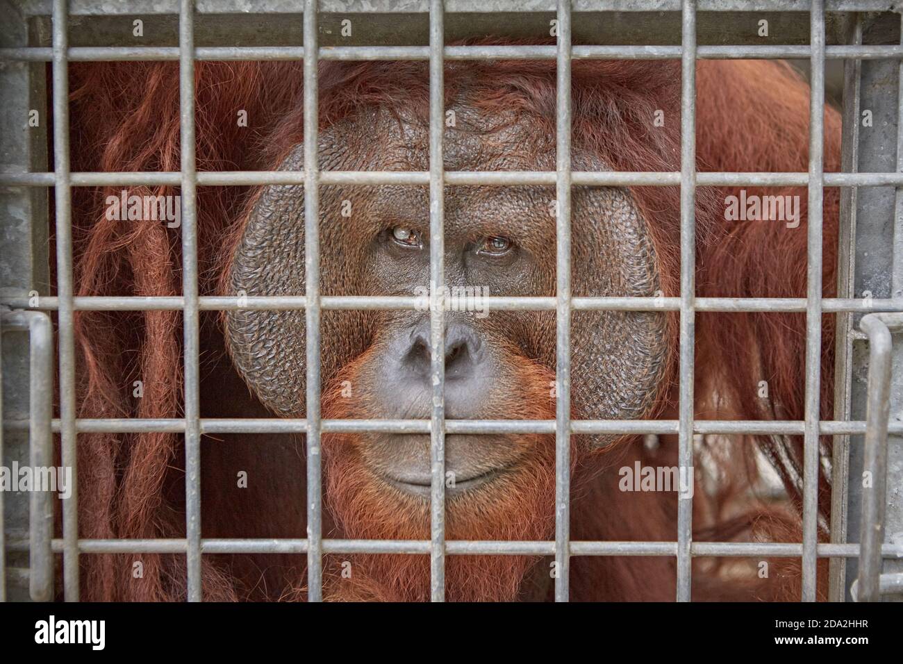 Central Kalimantan, février 2016, Pongo pygmaeus, UN grand mâle de Bornéo-orangutan dans une cage dans un centre de récupération de la faune. Banque D'Images