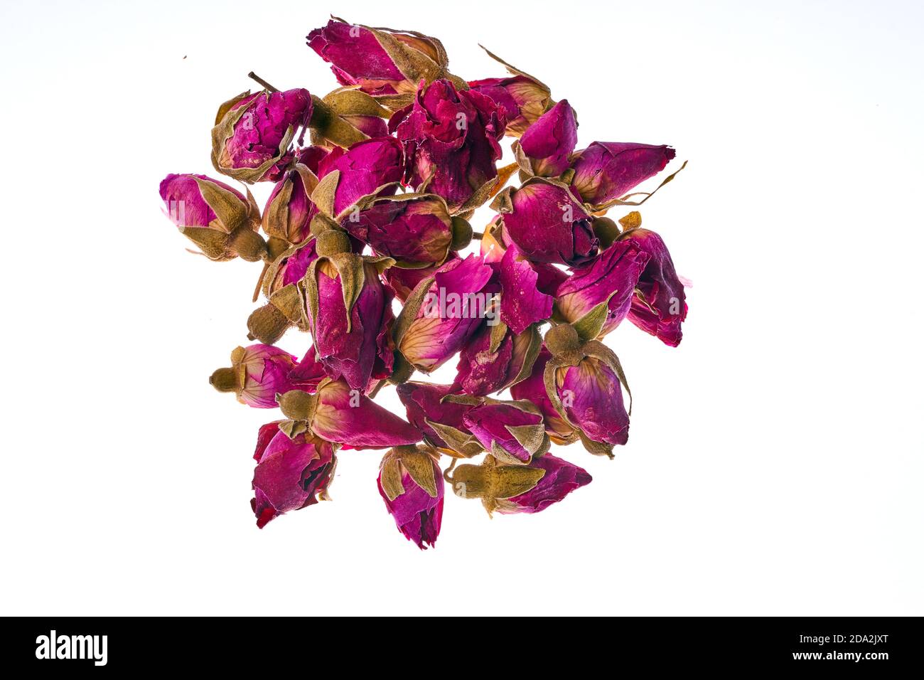 Sécher les bourgeons de la rose alpine isolés sur blanc arrière-plan Banque D'Images