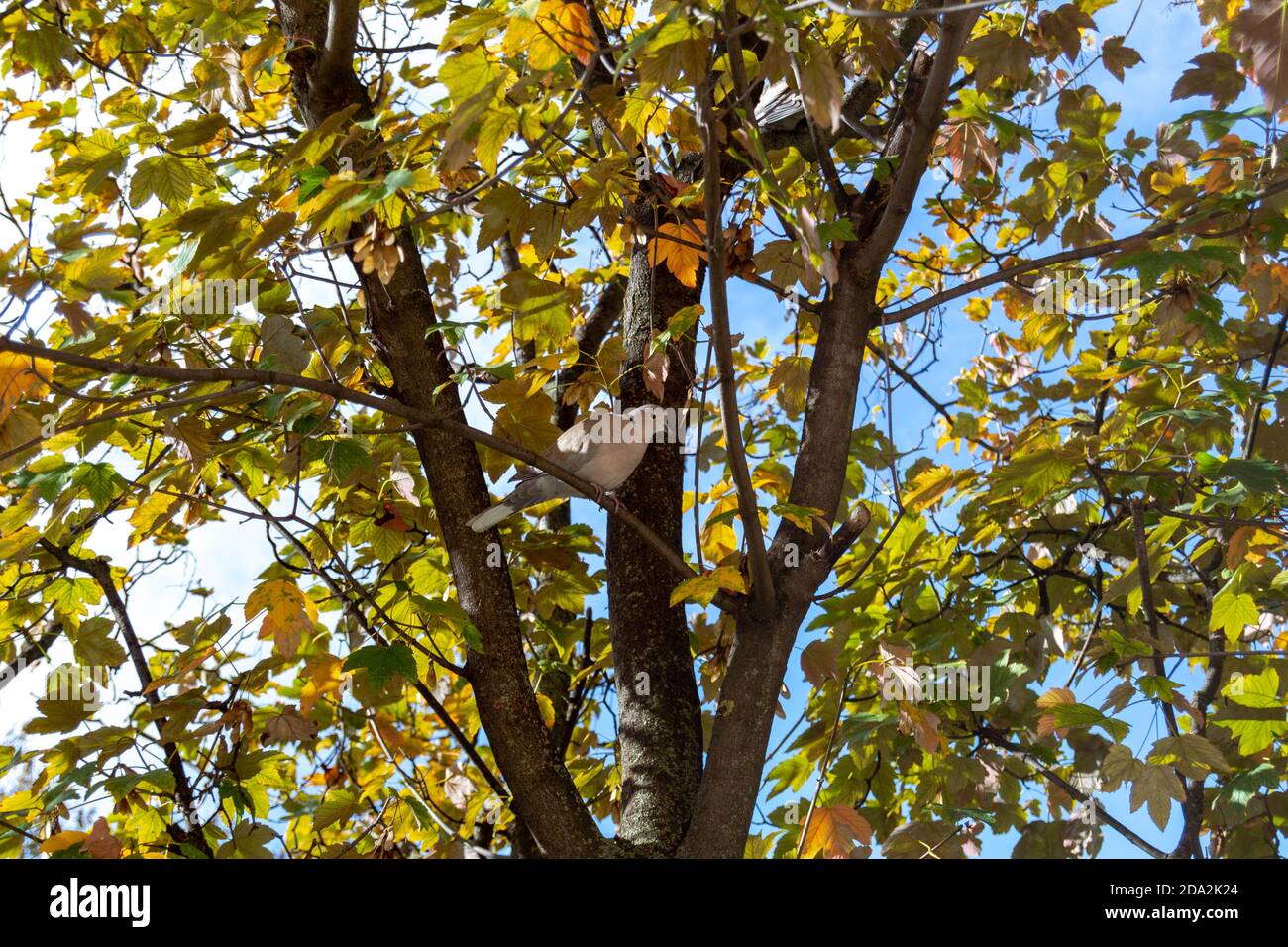Pigeon sur une branche dans le parc. En automne Banque D'Images