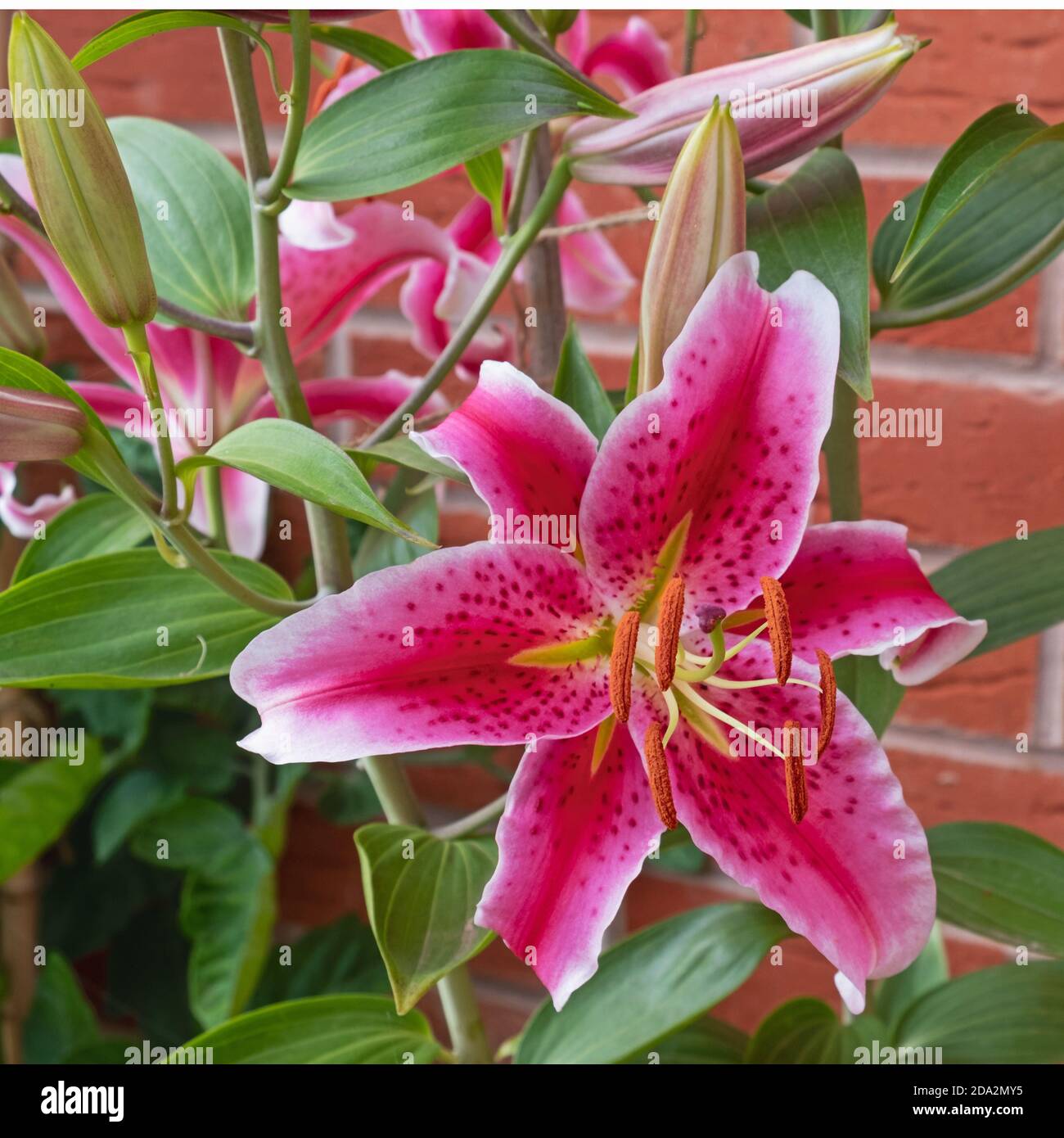 Fleurs des Lilies orientales ( Lilium ) Plante connue sous le nom de Stargazer Banque D'Images