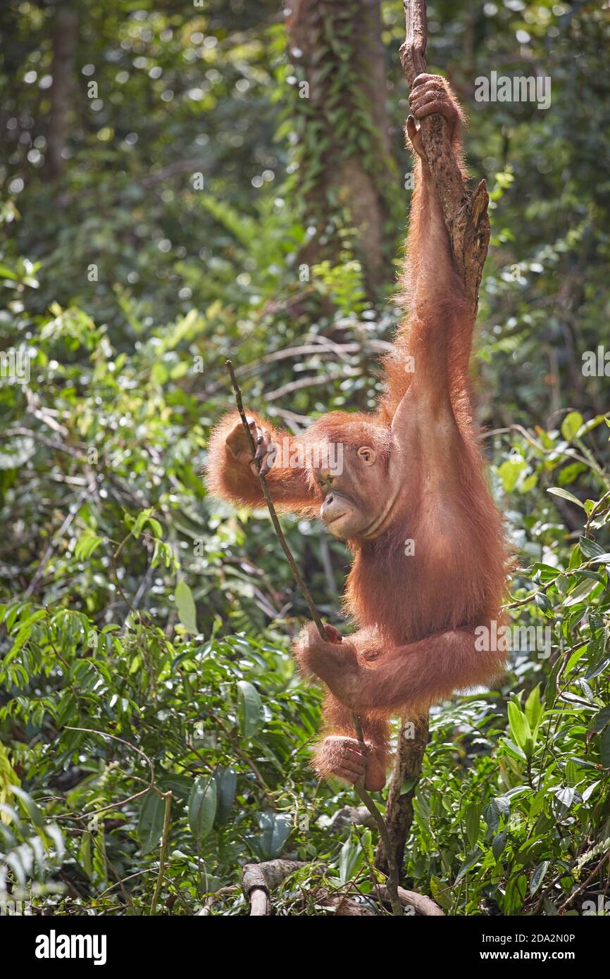 Central Kalimantan, février 2016, Pongo pygmaeus, Bornéo orangutan dans la jungle. Banque D'Images