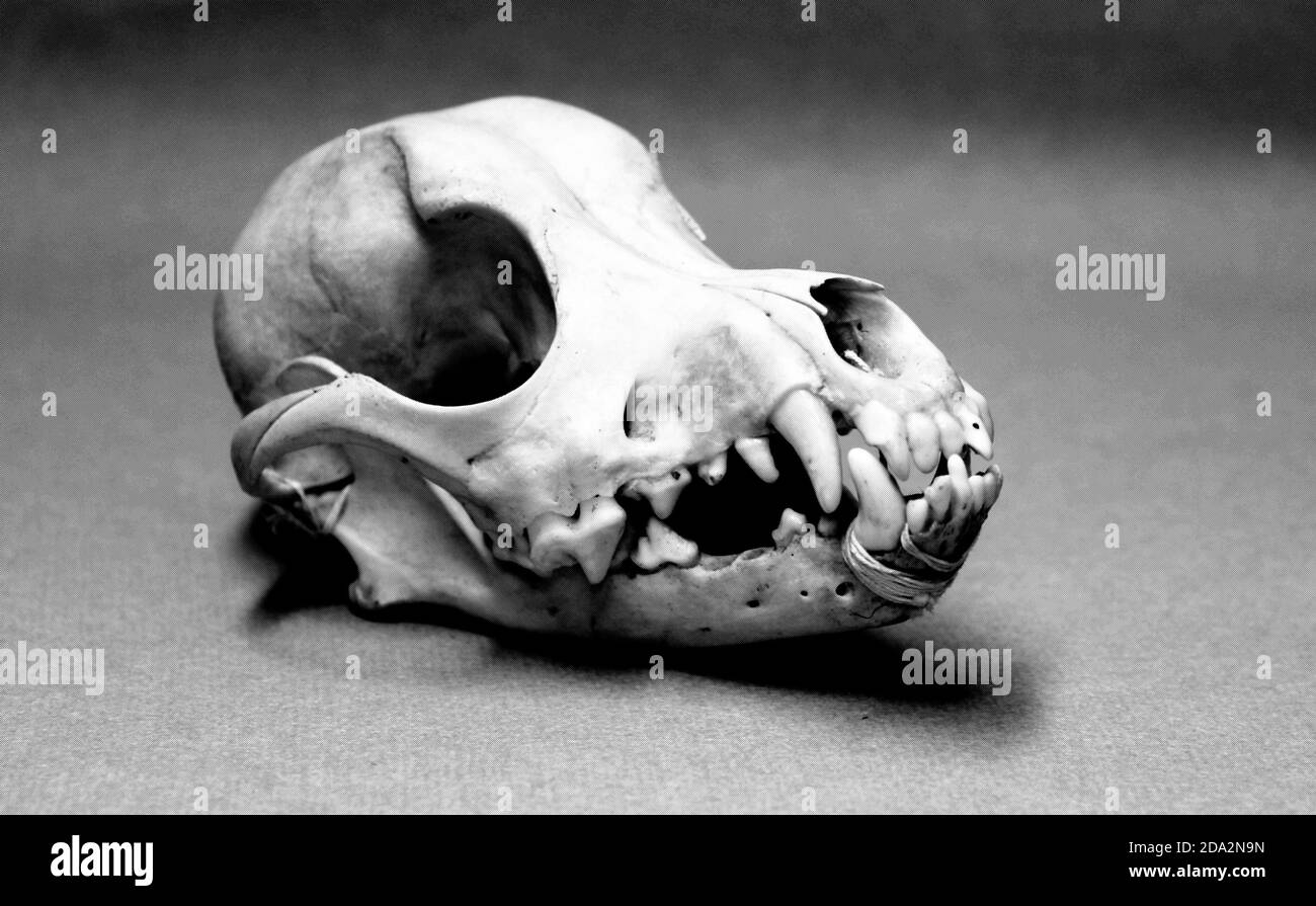 Crâne d'un petit chien. Os animaux pour l'anatomie. Banque D'Images