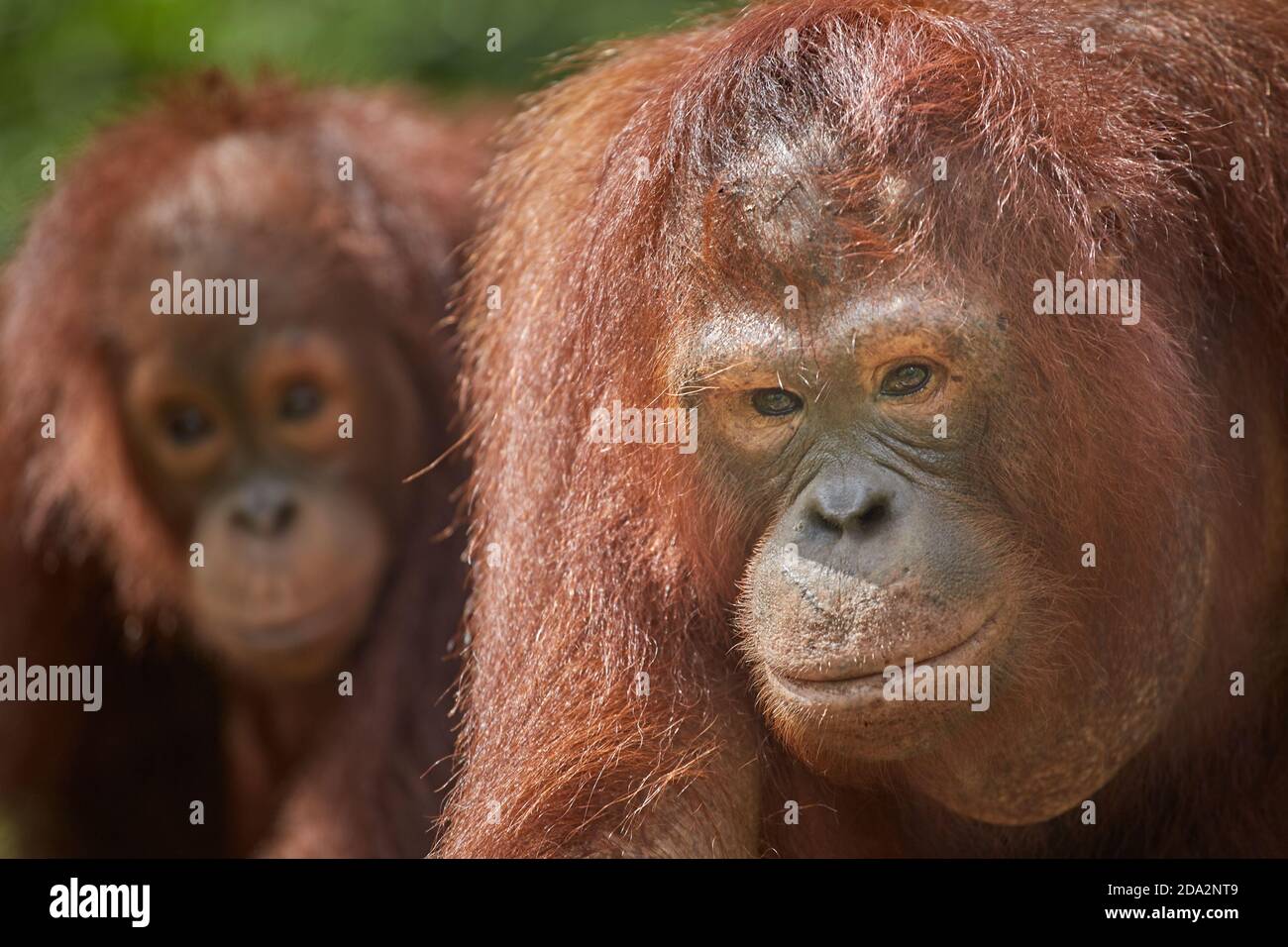 Central Kalimantan, février 2016, Pongo pygmaeus, deux orangutans Bornéo dans un centre de rétablissement de la faune. Banque D'Images