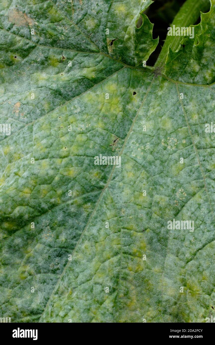 Cucurbita pepo. Maladie fongique de l'oïdium sur les feuilles d'une plante de courgette. ROYAUME-UNI Banque D'Images