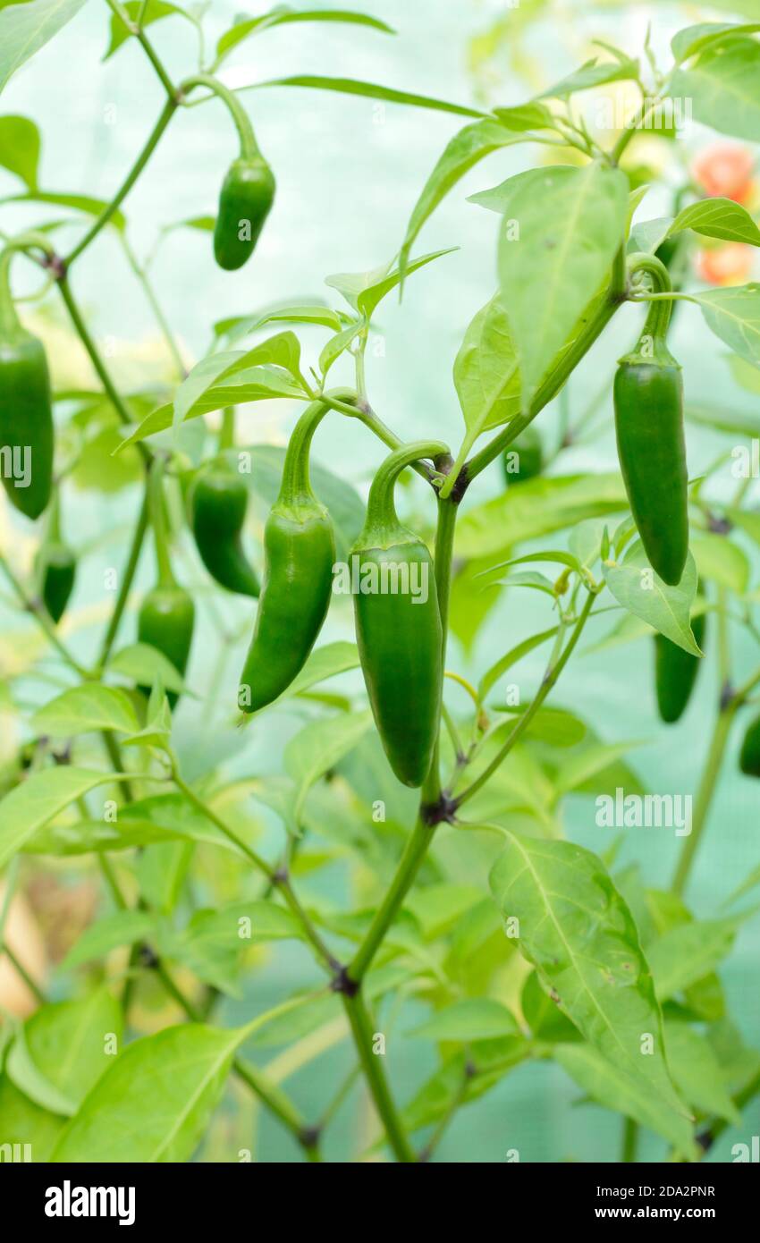 Capsicum annuum. Piments jalapeno poussant sous couvert dans un jardin anglais. ROYAUME-UNI Banque D'Images