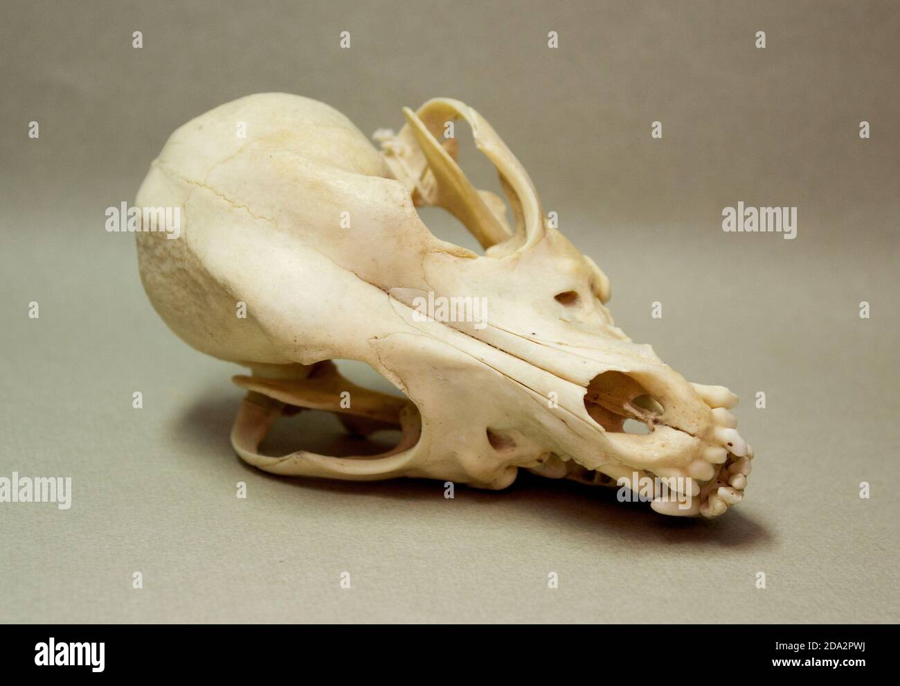 Crâne d'un petit chien. Os animaux pour l'anatomie. Banque D'Images