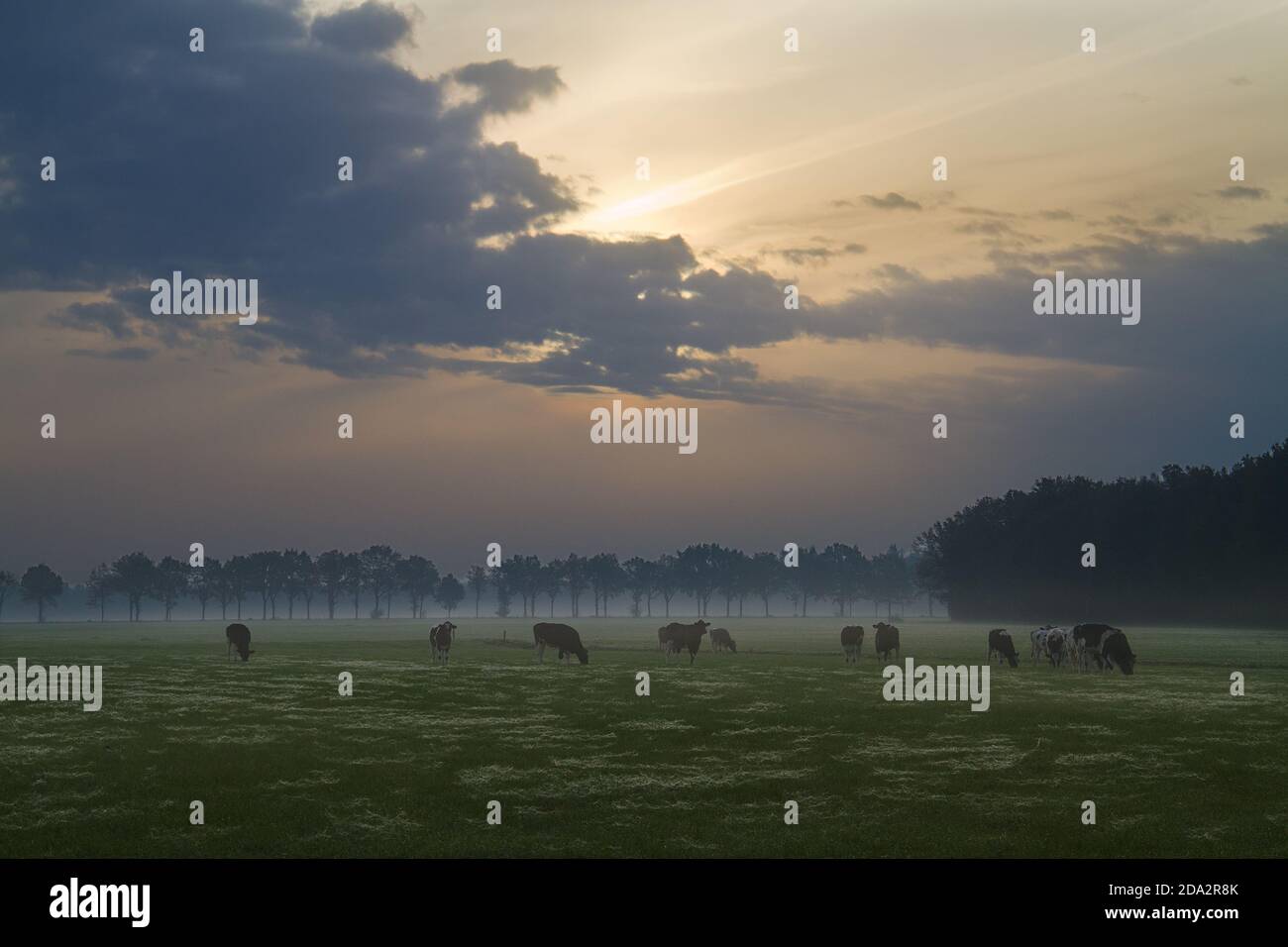 Paysage rural tôt le matin : prairie brumeuse avec bétail au lever du soleil Banque D'Images
