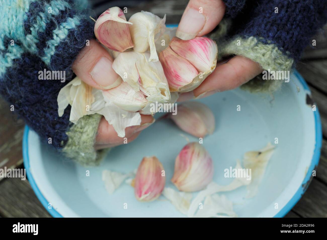 Allium sativum var. Ophioscorodon 'Carcasonne Wight'. Jardinier femelle ouvrant une gousse d'ail à col rigide 'Carcasone Wight' pour semis en automne. ROYAUME-UNI Banque D'Images