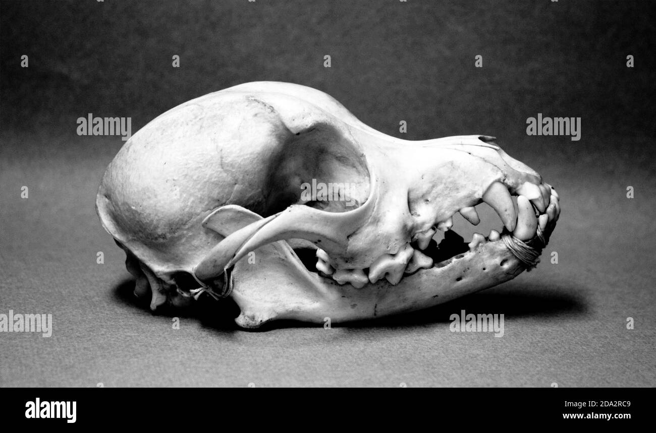 Crâne d'un petit chien. Os animaux pour l'anatomie. Banque D'Images