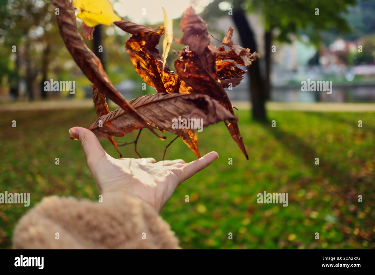 La main humaine jette des feuilles d'automne brunes dans l'air dans le parc pendant la saison d'automne pendant la Sunny Day. Banque D'Images