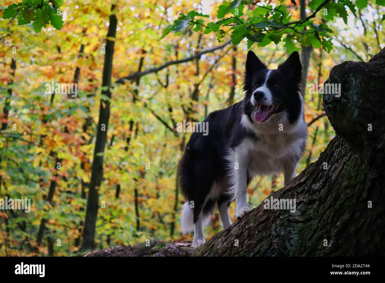 Adorable Border Collie se dresse sur le tronc d'arbre dans la forêt colorée  d'automne. Joyeux chien noir et blanc dans la nature Photo Stock - Alamy