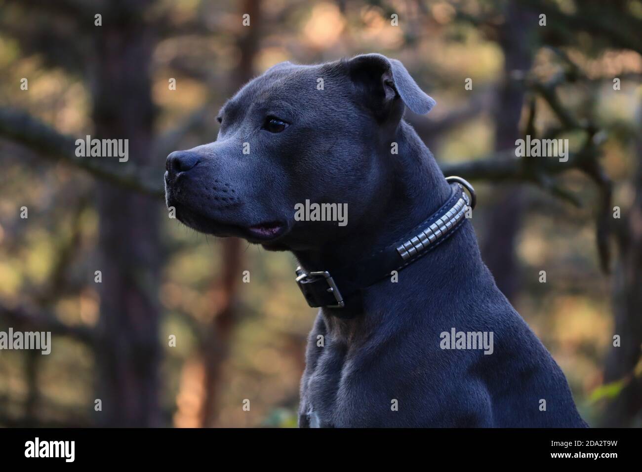 Gros plan sur le portrait latéral du Staffordshire Bull Terrier dans la forêt. Tête de Blue Staffy dans la nature. Banque D'Images