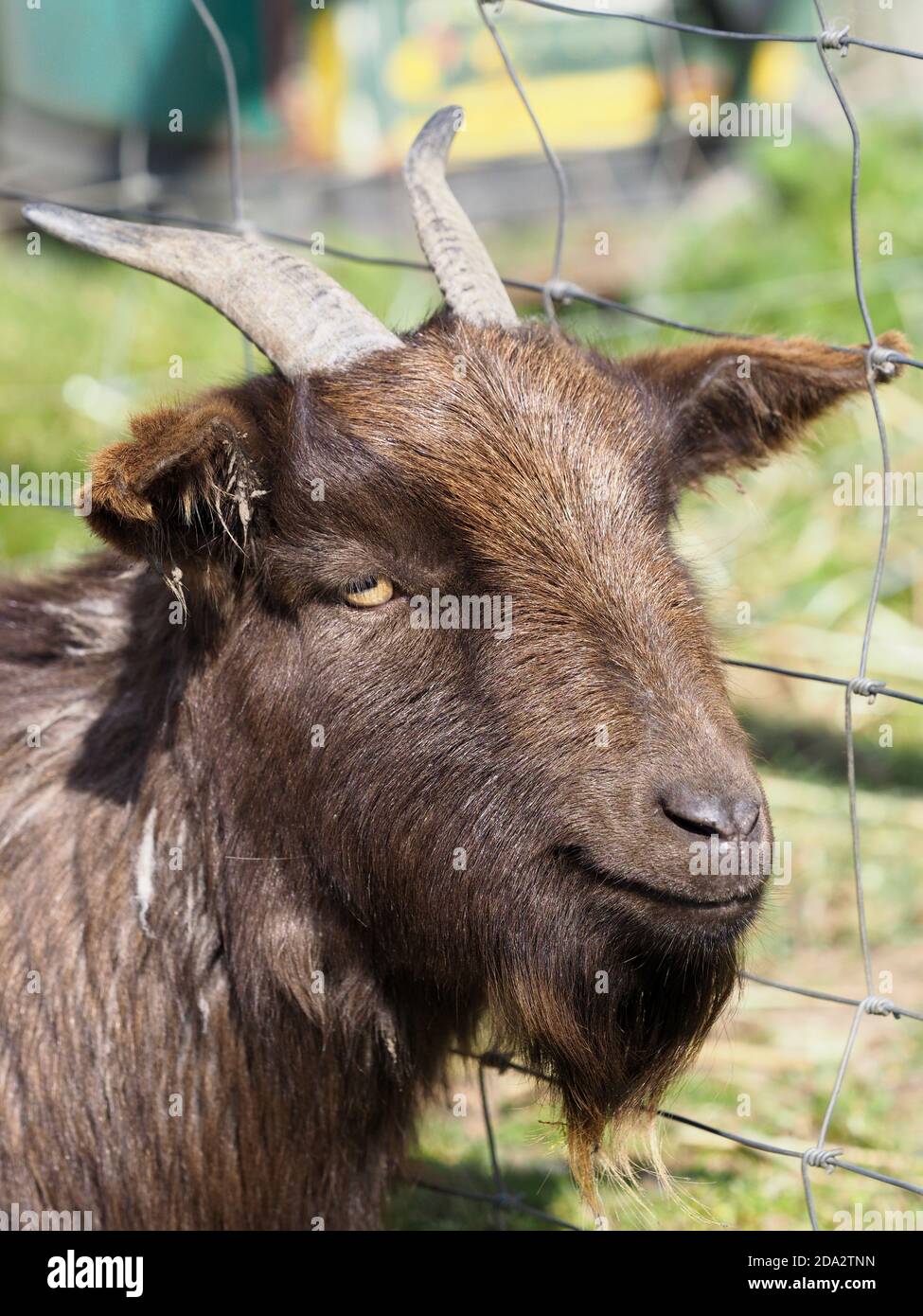 Une photo de la tête d'un animal de chèvre mignon. Banque D'Images